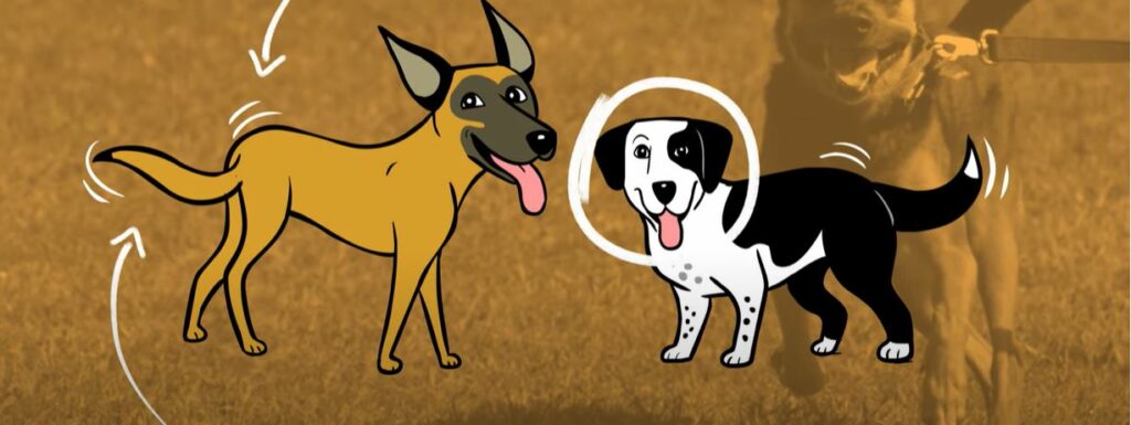 Fear Free Happy Homes For Pets