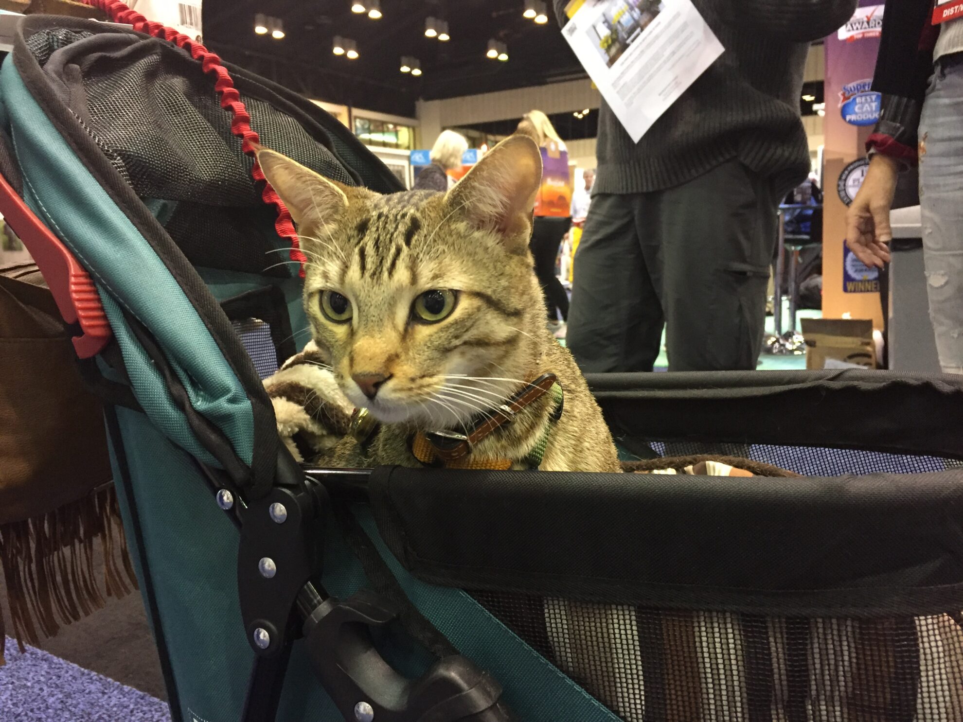 Blog Page 12 of 82 Fear Free Happy Homes