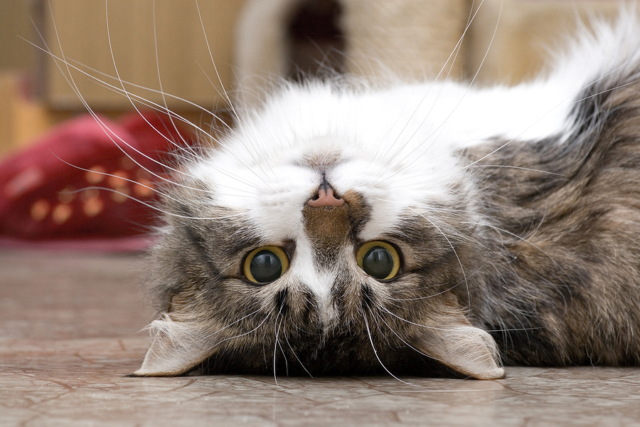 Why do cats purr?  Scientific American