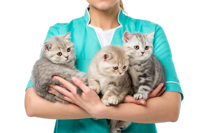 Picture of Fear Free Kitten Socialization Bingo | Fear Free Happy Homes