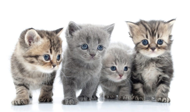 Fear Free Kitten Socialization Bingo | Fear Free Happy Homes - Fear Free Cat Socialization