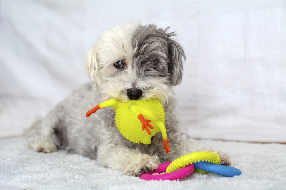 3 Puzzle Toys to Keep Your Dog Entertained in Quarantine