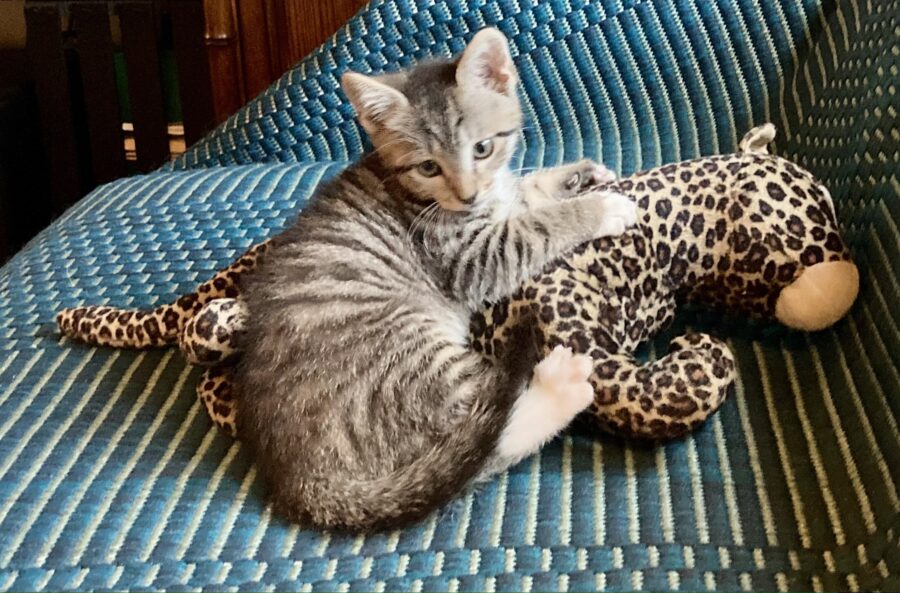 Fostering baby best sale kittens