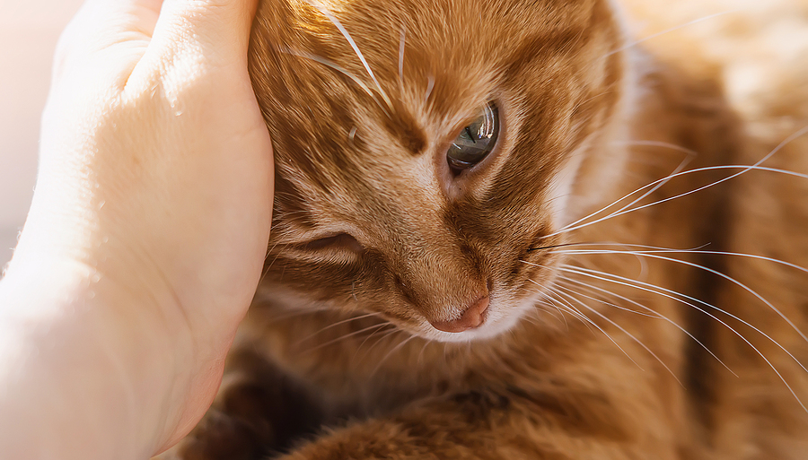 A woman's hand strokes a red cat.