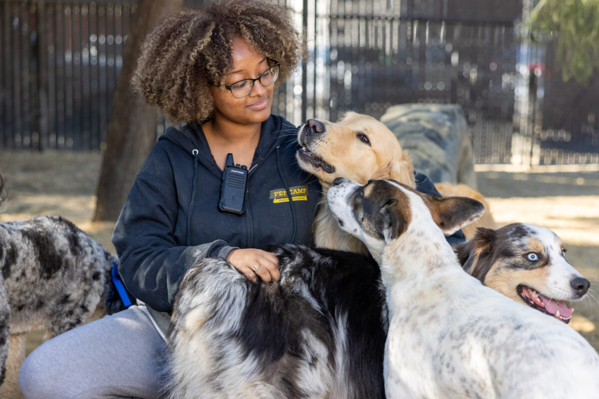 It's truly a dog's life for pampered pets