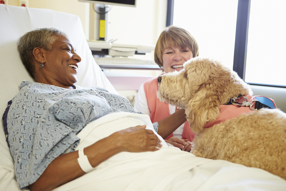 Service Dog Emotional Support Dog Therapy Dog What s The Difference 