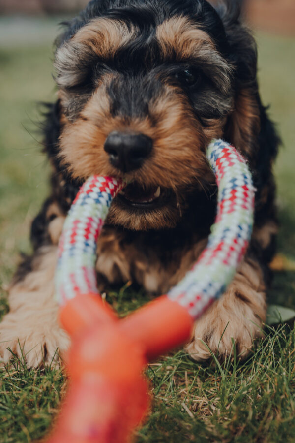Tug Team? How to Play With Your Puppy Fear Free Happy Homes