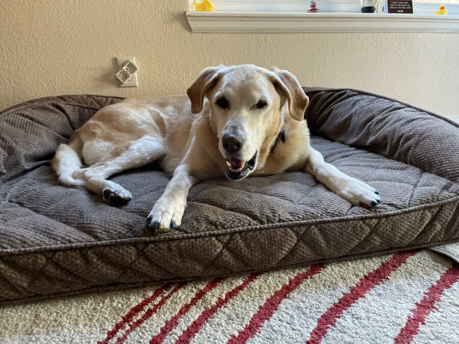 Beds for elderly dogs top