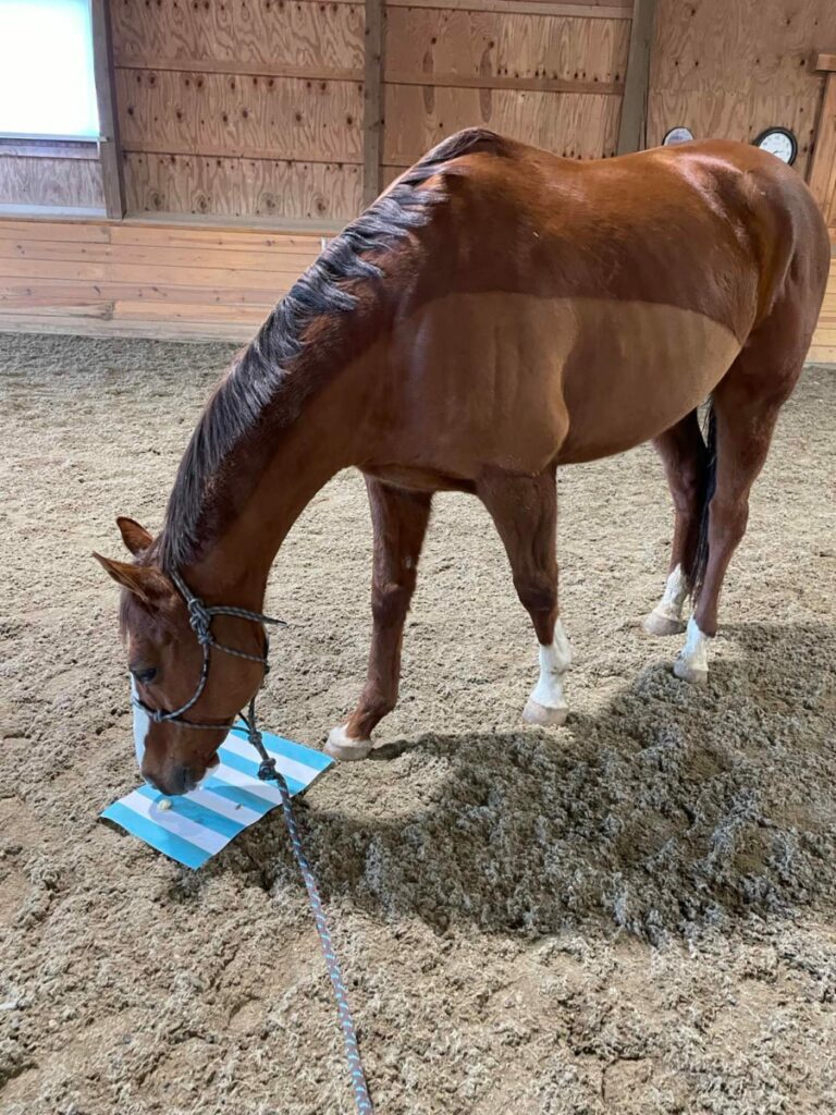 Scent Games for Horses Are Fun and Useful Fear Free Happy Homes