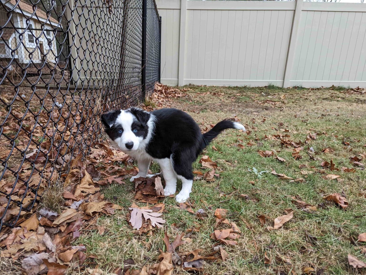 Potty training your puppy fear free happy homes