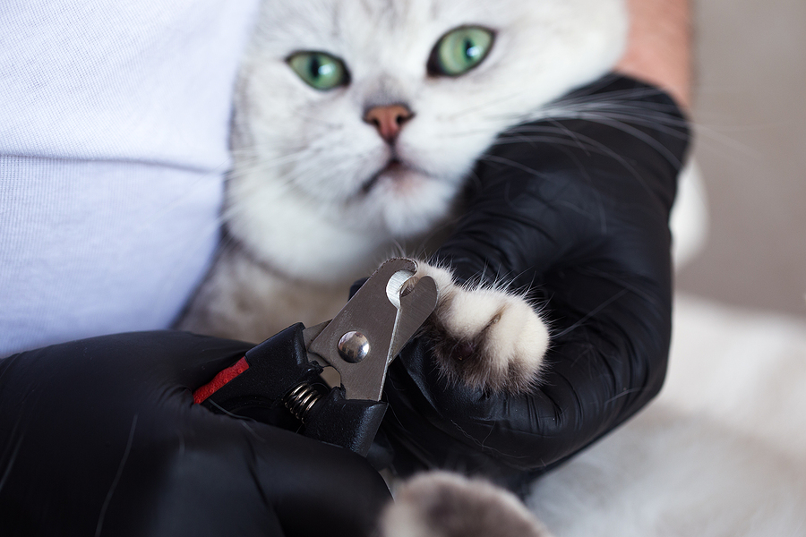 Top Tips For Clipping Your Pets Claws | Argos Pet Insurance