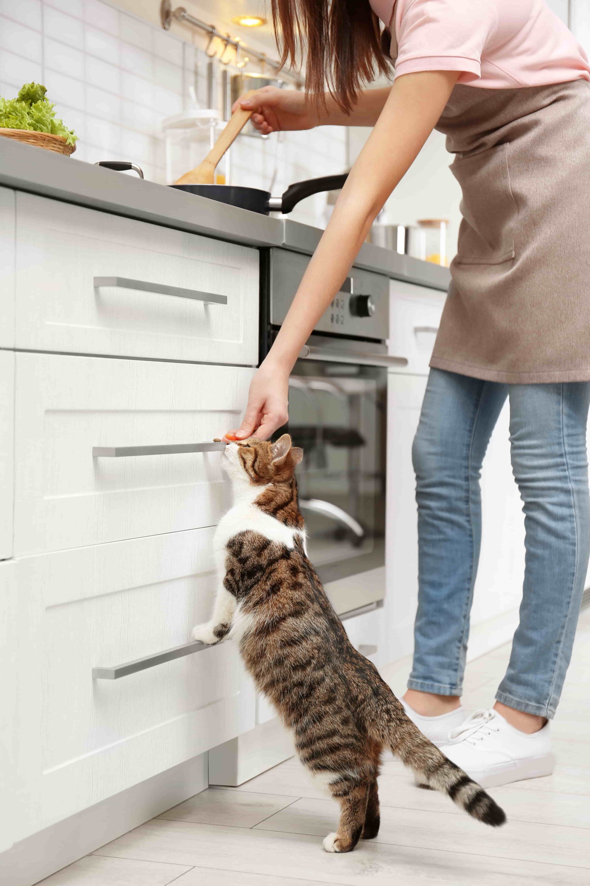 Keeping Your Cat Off the Counter or Table Fear Free Happy Homes