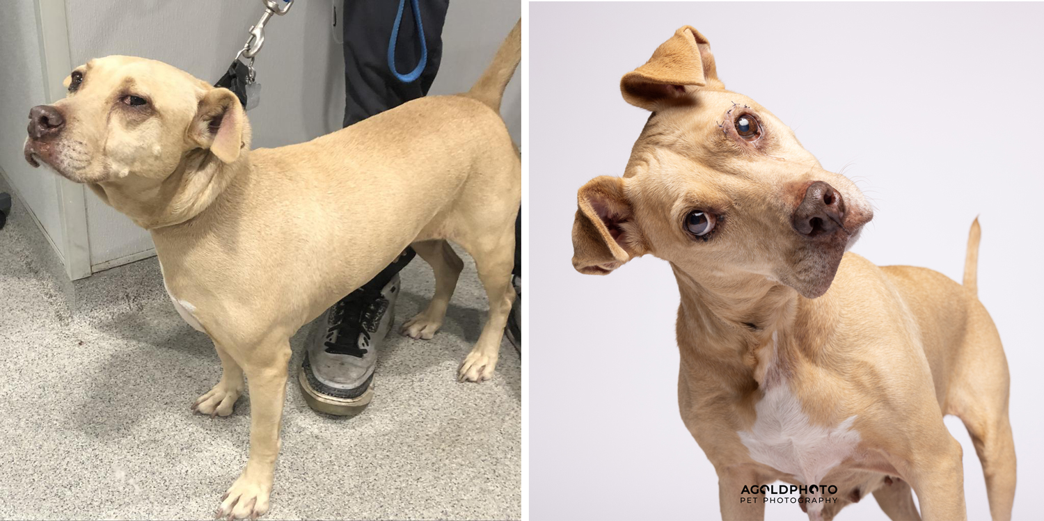Dogs before and after deals adoption