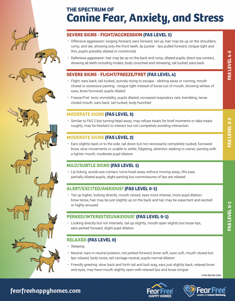 How to Recognize Fear, Anxiety, and Stress in Your Dog | Fear Free ...
