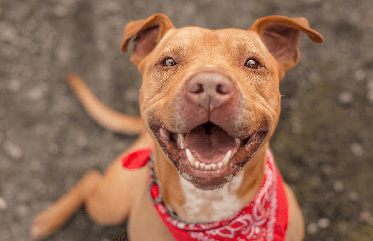 Celebrating National Mutt Day Helping Shelter Pets Find Homes & Stay