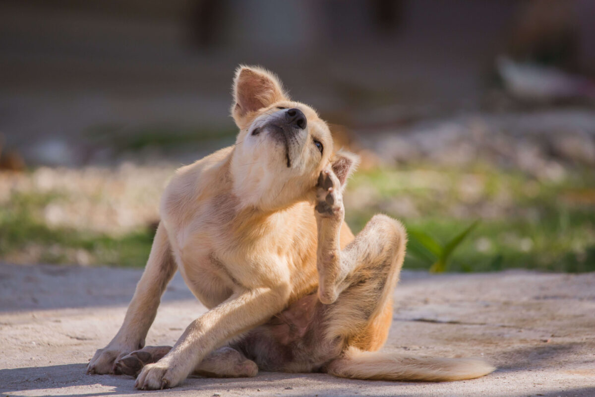 puppy scratching