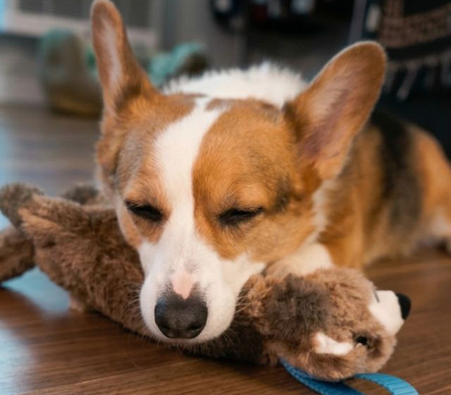 Dog with toy